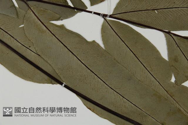 南嶺鳳丫蕨藏品圖，第7張