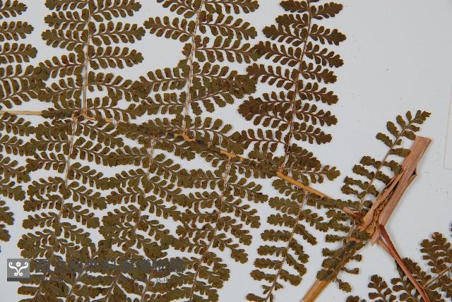 魚鱗蕨藏品圖，第4張