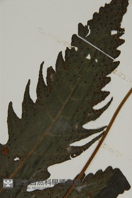 三叉蕨藏品圖，第4張
