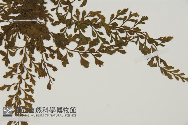 海南鐵角蕨藏品圖，第4張