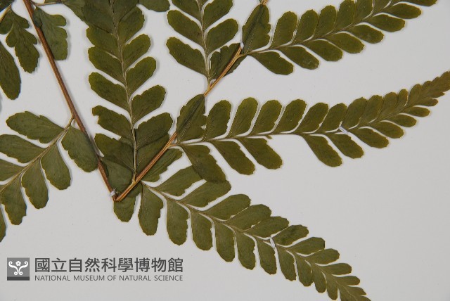 團羽鱗蓋蕨藏品圖，第4張