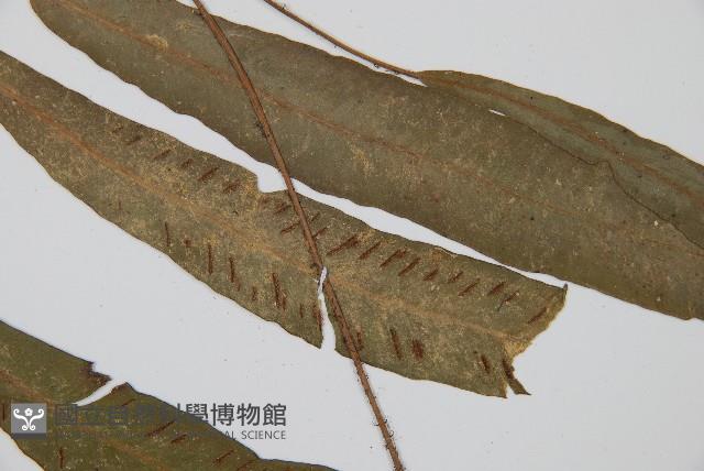 單葉雙蓋蕨藏品圖，第4張
