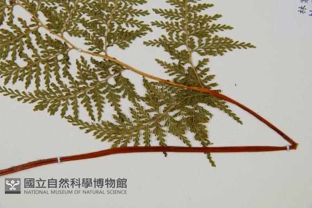 碗蕨藏品圖，第4張