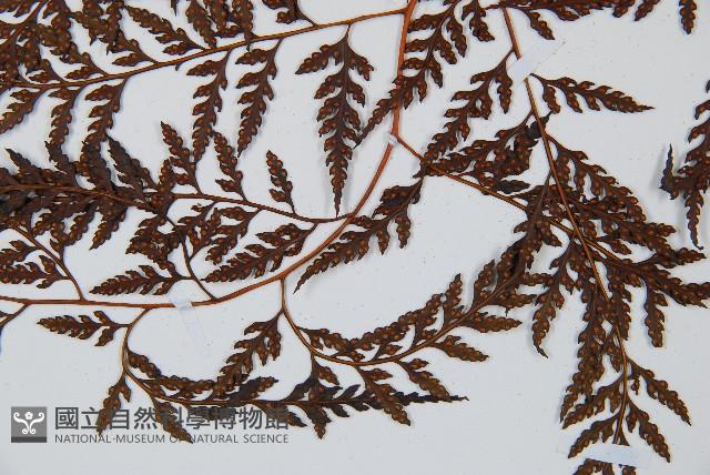 大葉骨碎補、台灣骨碎補、骨碎補藏品圖，第4張