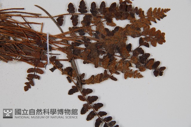 心岩蕨藏品圖，第4張