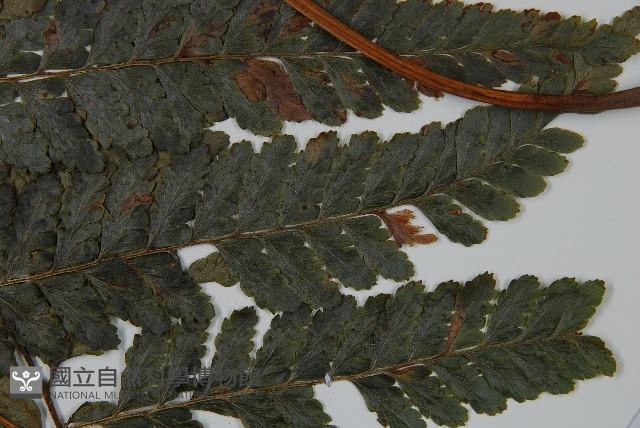 臺灣鱗蓋蕨藏品圖，第4張