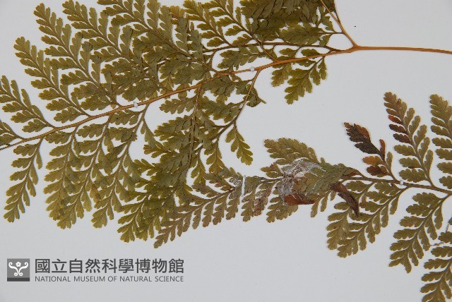 杯狀蓋陰石蕨藏品圖，第4張