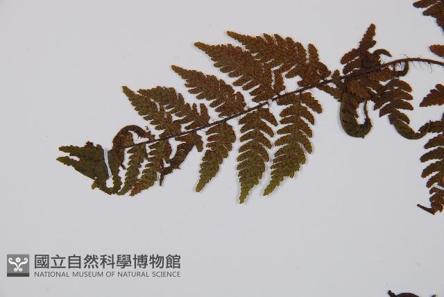 登錄號:P012549藏品圖，第4張