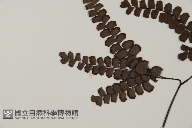 扇葉鐵線蕨藏品圖，第3張