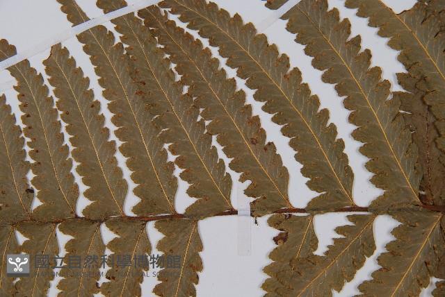 邊緣鱗蓋蕨藏品圖，第4張