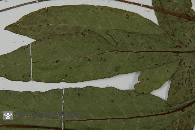 沙皮蕨藏品圖，第7張