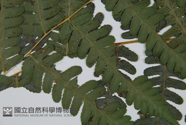 擬德氏雙蓋蕨藏品圖，第4張