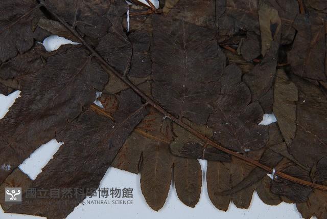 毛柄短腸蕨藏品圖，第4張