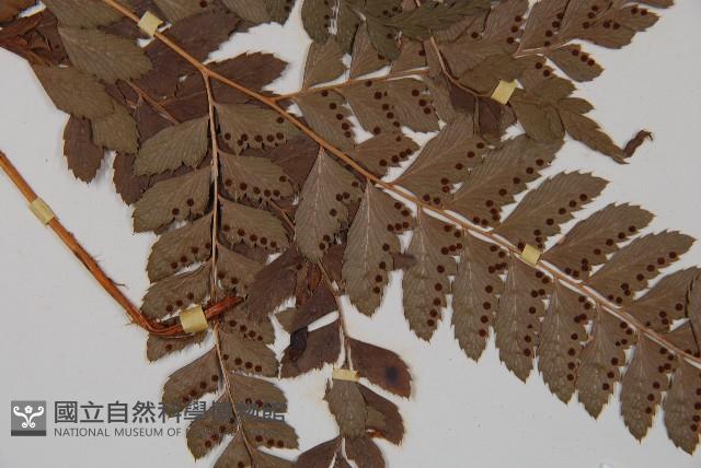 斜方複葉耳蕨藏品圖，第3張