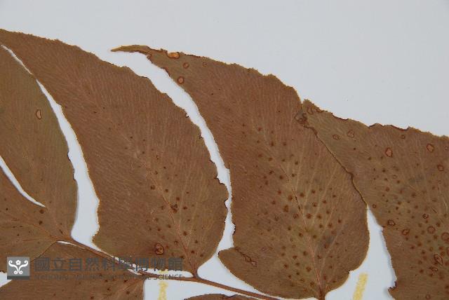 細齒貫眾蕨藏品圖，第4張