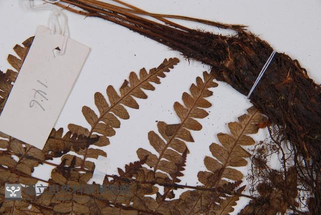 中越蹄蓋蕨藏品圖，第4張