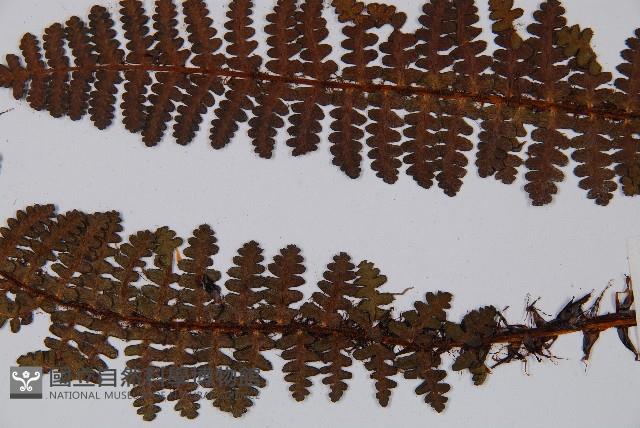 黑稈蹄蓋蕨藏品圖，第4張