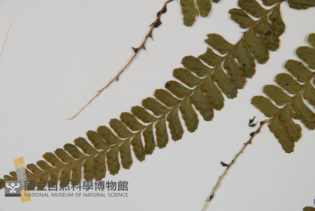 團羽鱗蓋蕨藏品圖，第4張