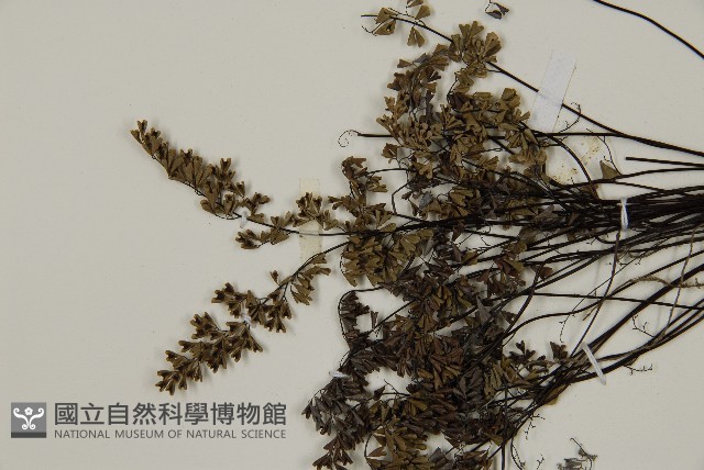 臺灣高山鐵線蕨藏品圖，第4張