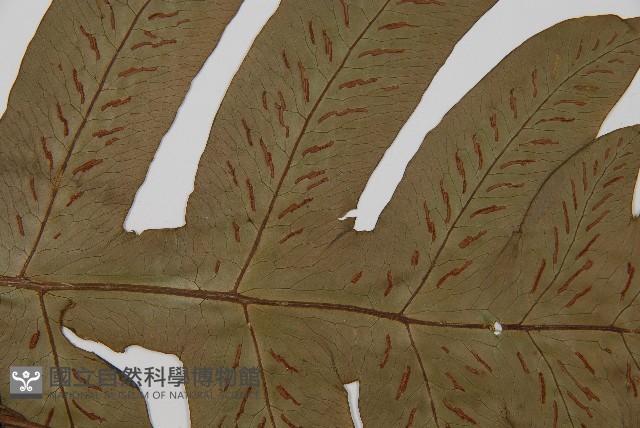 網脈雙蓋蕨藏品圖，第4張