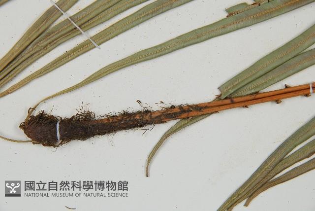 烏毛蕨藏品圖，第4張