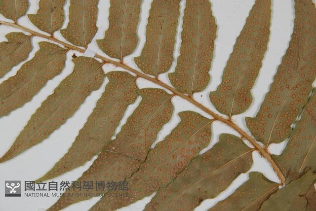 貫眾蕨藏品圖，第4張