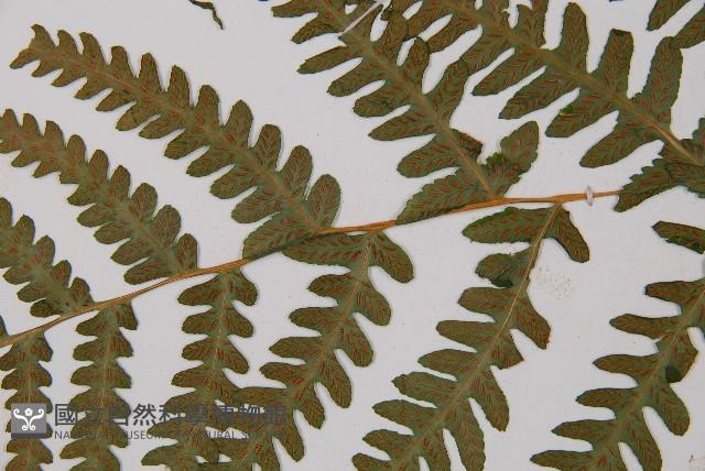 東洋蹄蓋蕨藏品圖，第4張