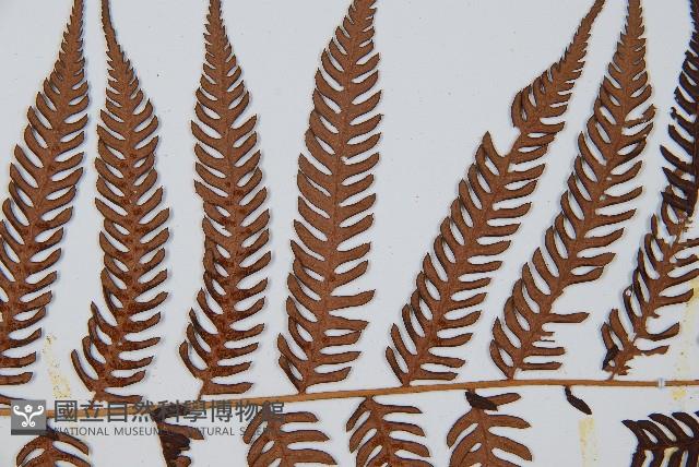 臺灣桫欏藏品圖，第4張