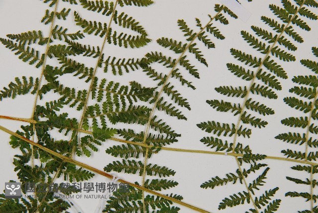 禾稈亮毛蕨藏品圖，第4張