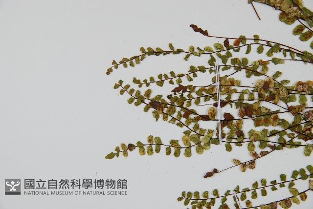 鐵角蕨藏品圖，第4張