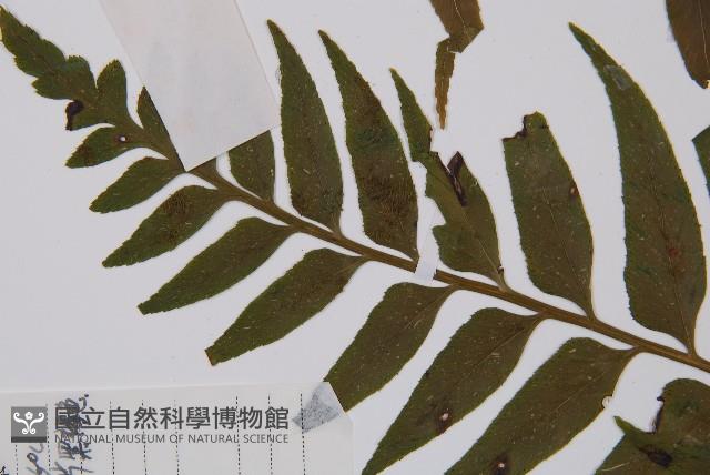 萊氏鐵角蕨藏品圖，第1張