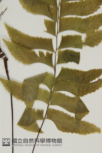 剪葉鐵角蕨藏品圖，第4張