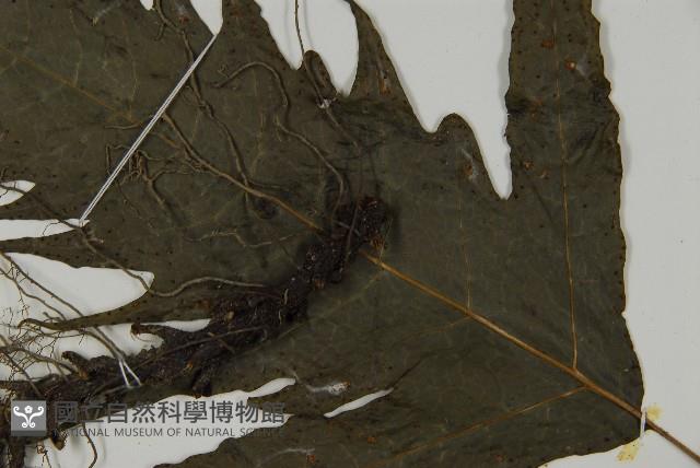 三叉蕨藏品圖，第4張