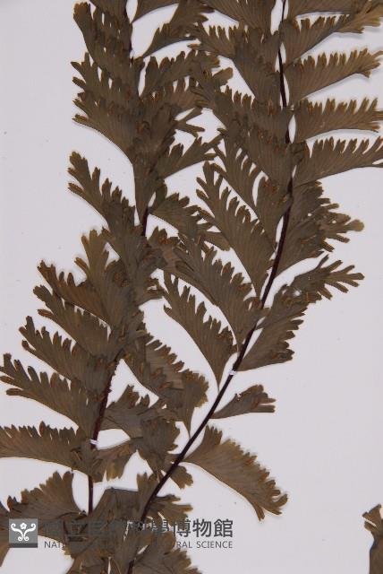 薄葉孔雀鐵角蕨、邊孢鐵角蕨藏品圖，第4張