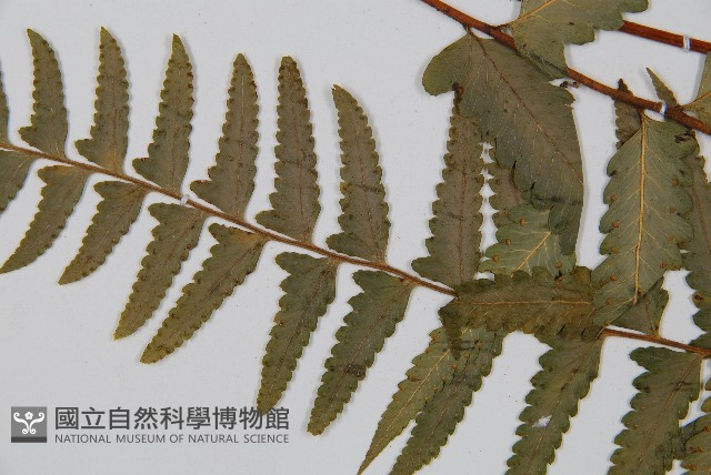 邊緣鱗蓋蕨藏品圖，第3張