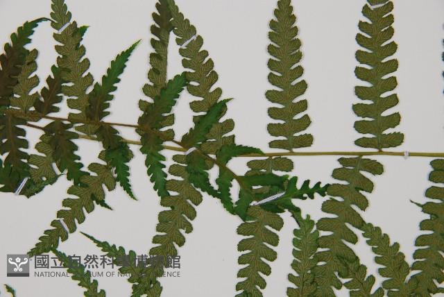 奄美雙蓋蕨藏品圖，第4張
