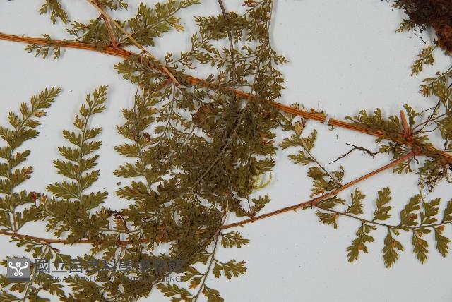 台灣小膜蓋蕨藏品圖，第3張