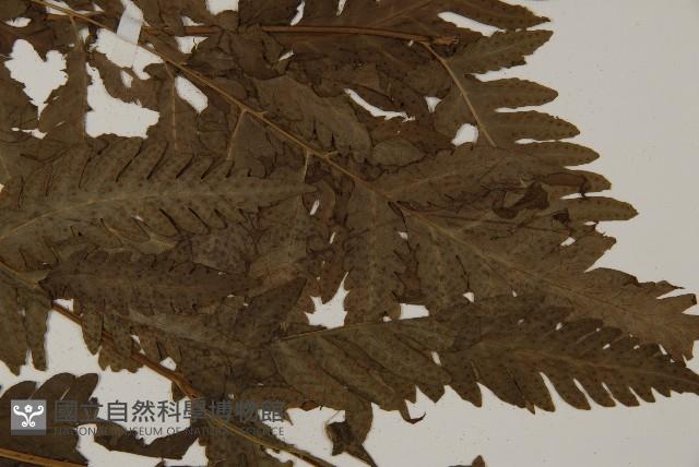 屏東擬肋毛蕨藏品圖，第4張