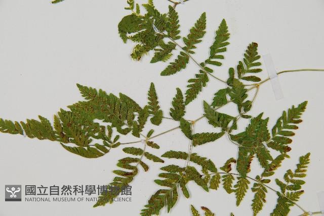 細裂羽節蕨藏品圖，第4張