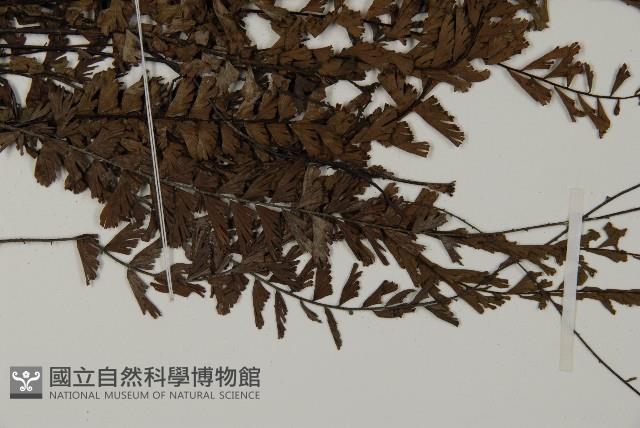 鞭葉鐵線蕨藏品圖，第4張