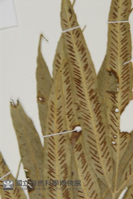 南海鐵角蕨藏品圖，第4張