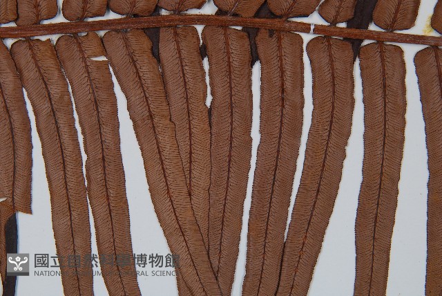 蘇鐵蕨藏品圖，第4張