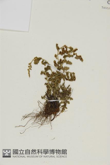 西北鐵角蕨藏品圖，第4張