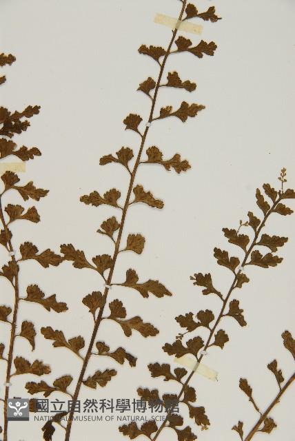 鱗柄鐵角蕨藏品圖，第4張