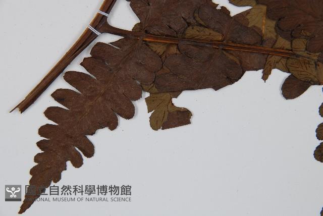 長果短腸蕨藏品圖，第7張