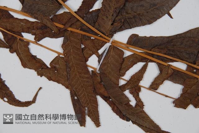 菜蕨藏品圖，第4張