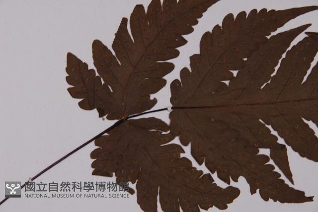 陰地三叉蕨藏品圖，第4張