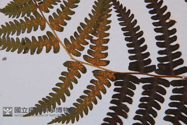 登錄號:P003789藏品圖，第4張