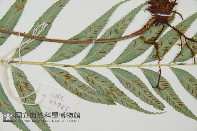 蘭嶼鐵角蕨藏品圖，第4張