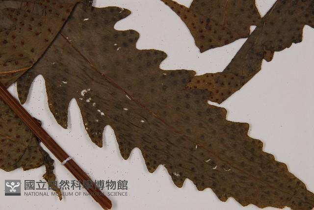 蛇脈三叉蕨藏品圖，第4張